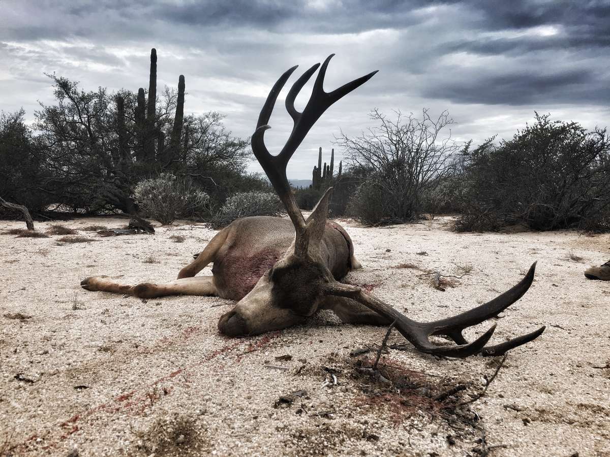 Sonora Mule Deer Hunting Territory